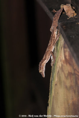 Northern Leaf-Tailed GeckoSaltuarius cornutus