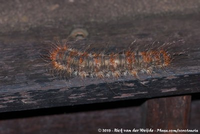 CaterpillarAnthelinae spec.