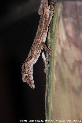 Northern Leaf-Tail Gecko  (Hoornbladstaartgekko)