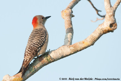 Red-Bellied WoodpeckerMelanerpes carolinus
