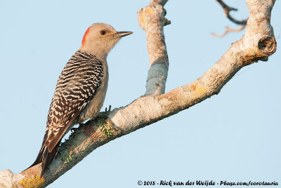 Red-Bellied Woodpecker  (Roodbuikspecht)