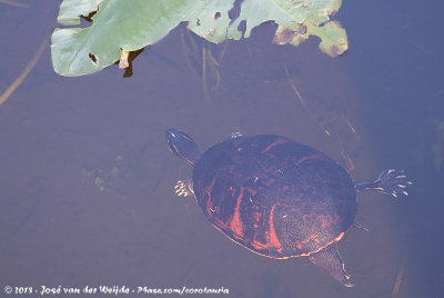 Florida Red-Bellied TurtlePseudemys nelsoni
