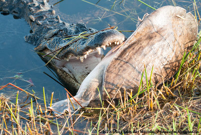 American AlligatorAlligator mississippiensis