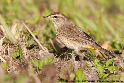 Palm Warbler<br><i>Setophaga palmarum palmarum</i>