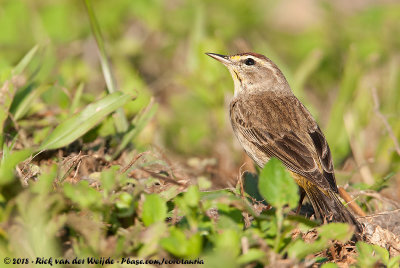 Palm Warbler<br><i>Setophaga palmarum palmarum</i>