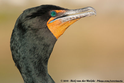 Double-Crested CormorantNannopterum auritus floridanus