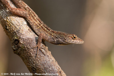 Brown Anole  (Sagra's Anolis)