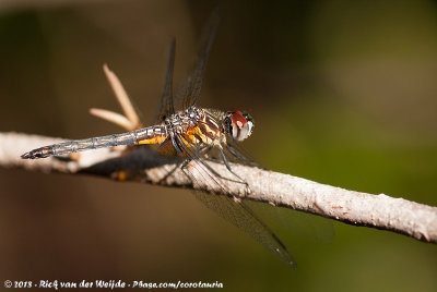 Blue Dasher<br><i>Pachydiplax longipennis</i>