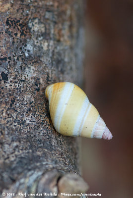 Florida Tree SnailLiguus fasciatus