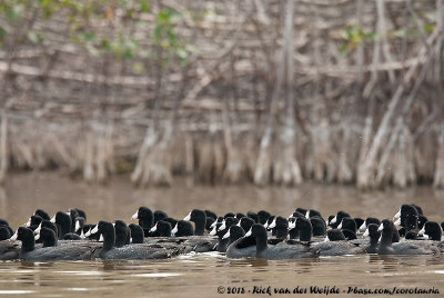 American CootFulica americana americana