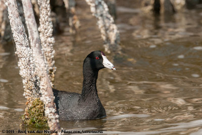 American CootFulica americana americana