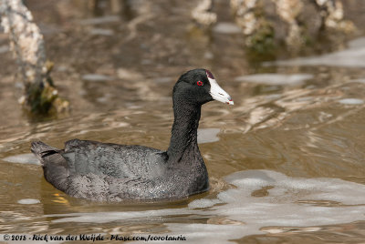 American Coot<br><i>Fulica americana americana</i>