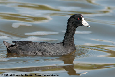 American CootFulica americana americana