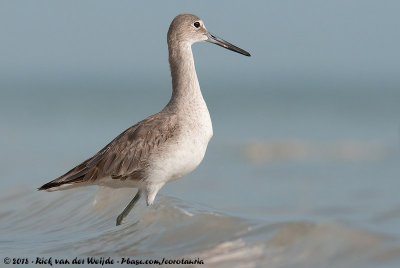 Willet<br><i>Tringa semipalmata semipalmata</i>