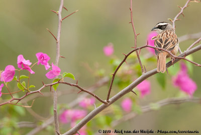 Stripe-Headed Sparrow  (Roeststaartgors)