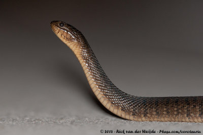 Florida Green Water Snake  (Nerodia floridana)
