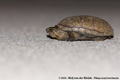 Eastern Mud Turtle  (Oostelijke Modderschildpad)