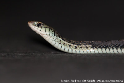 Common Garter Snake  (Gewone Kousenbandslang)