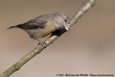 Parrot Crossbill  (Grote Kruisbek)