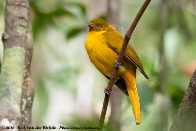 Golden BowerbirdPrionodura newtoniana