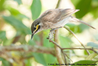 Yellow-Faced Honeyeater  (Geelmaskerhoningeter)