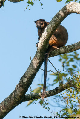 Lumholtz's Tree KangarooDendrolagus lumholtzi