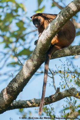 Lumholtz's Tree KangarooDendrolagus lumholtzi