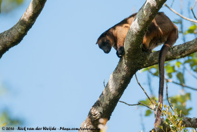 Lumholtzs Tree Kangaroo<br><i>Dendrolagus lumholtzi</i>