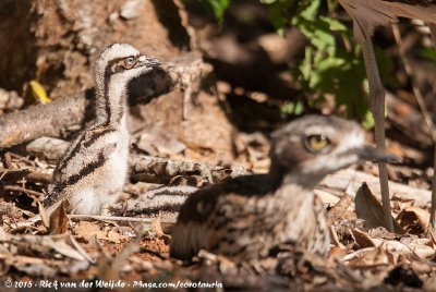 Bush Stone-Curlew<br><i>Burhinus grallarius</i>