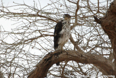 African Hawk-EagleAquila spilogaster