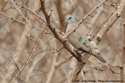 Emerald-Spotted Wood DoveTurtur chalcospilos