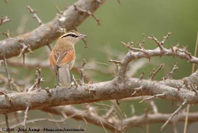 Brown-Crowned Tchagra  (Bruinkoptsjagra)