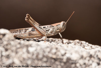 Confusing Spur-Throated LocustAustracris proxima