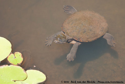 Northern Australian Snapping Turtle<br><i>Elseya dentata</i>