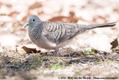 Peaceful Dove  (Goulds Zebraduif)