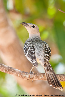 Great Bowerbird<br><i>Chlamydera nuchalis orientalis</i>