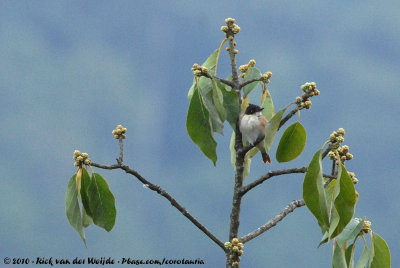 Black-And-White Shrike-FlycatcherBias musicus changamwensis