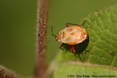 Unidentified BugPyrrhocoridae indet.