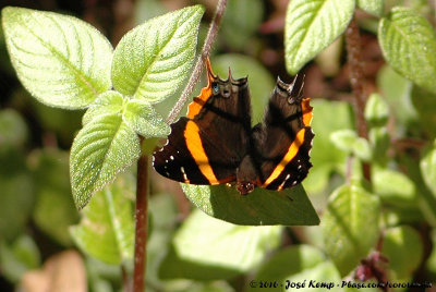 Long-Tailed AdmiralAntanartia schaeneia