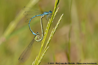 Azure DamselflyCoenagrion puella puella