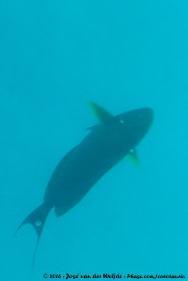 Yellowfin SurgeonfishAcanthurus xanthopterus