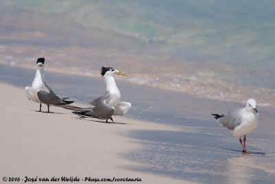 Greater Crested Tern  (Grote Kuifstern)