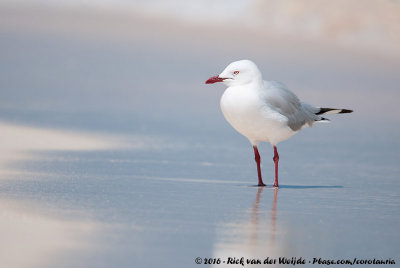 Silver GullChroicocephalus novaehollandiae forsteri