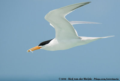 Lesser Crested Tern  (Bengaalse Stern)