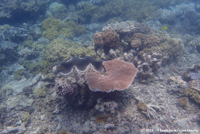 Giant ClamTridacna gigas