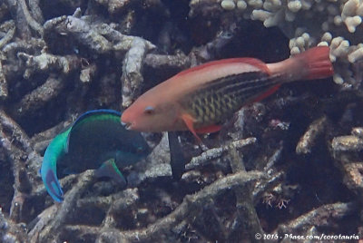 Bridled ParrotfishScarus frenatus