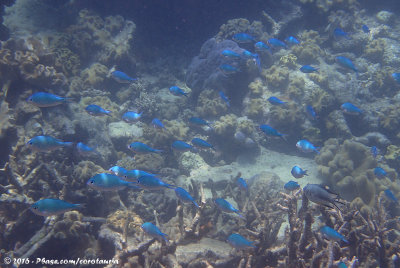 Green ChromisChromis viridis