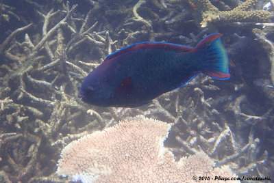 Swarthy ParrotfishScarus niger