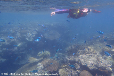 José snorkling