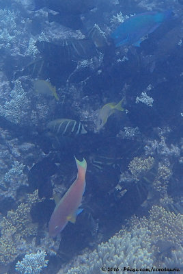 Steephead ParrotfishChlorurus microrhinos